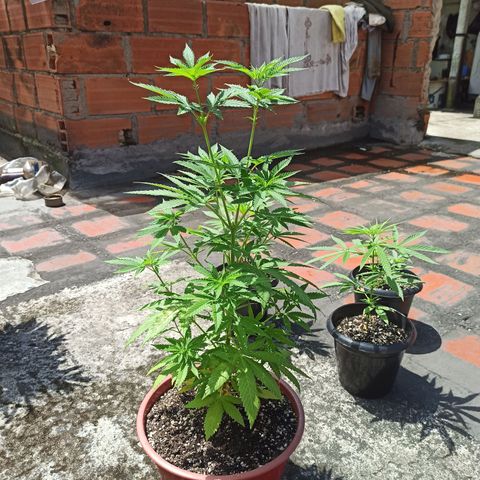Bubba kush growlog timeline photo
