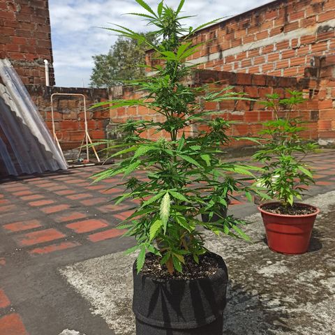 BCN Critical XXL Auto growlog timeline photo