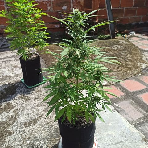 BCN Critical XXL Auto growlog timeline photo