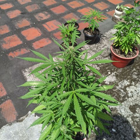 BCN Critical XXL Auto growlog timeline photo
