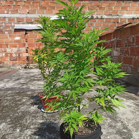 Bubble fruit growlog timeline photo