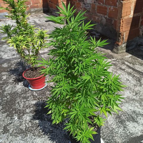 Bubble fruit growlog timeline photo