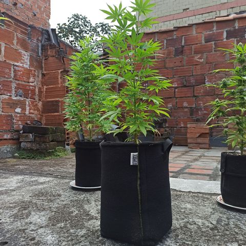 Bubba kush growlog timeline photo