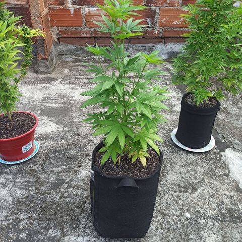 Bubba kush growlog timeline photo