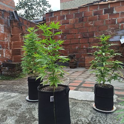 Bubba kush growlog timeline photo