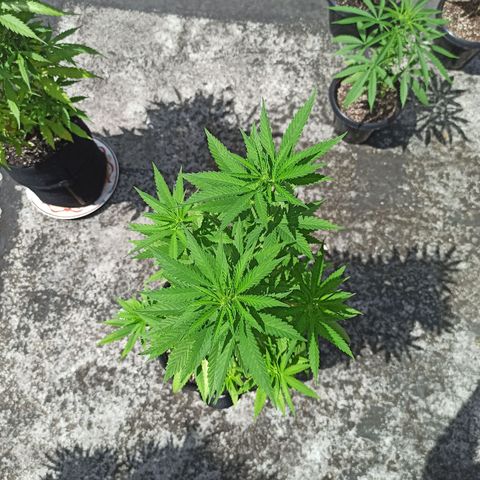Bubba kush growlog timeline photo