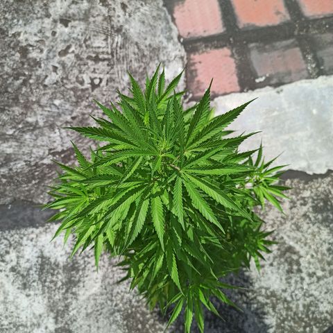 Bubble fruit growlog timeline photo