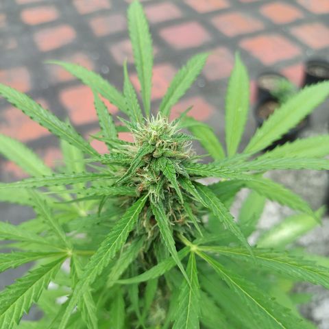 BCN Critical XXL Auto growlog timeline photo