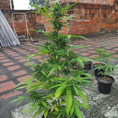 BCN Critical XXL Auto growlog timeline photo