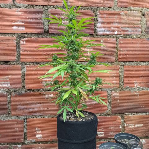 BCN Critical XXL Auto growlog timeline photo