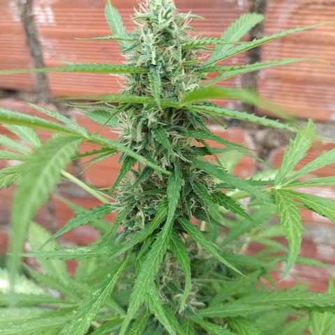 BCN Critical XXL Auto growlog timeline photo