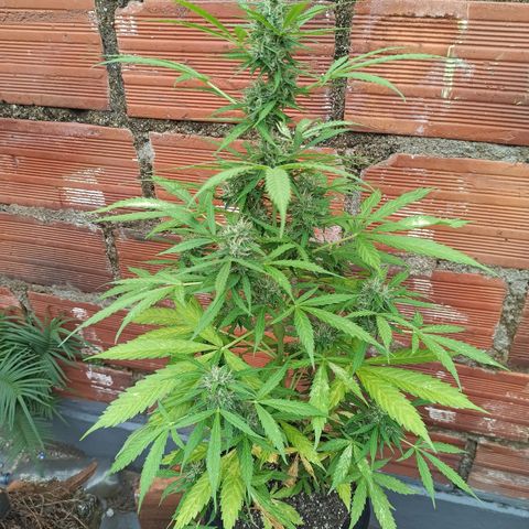 BCN Critical XXL Auto growlog timeline photo