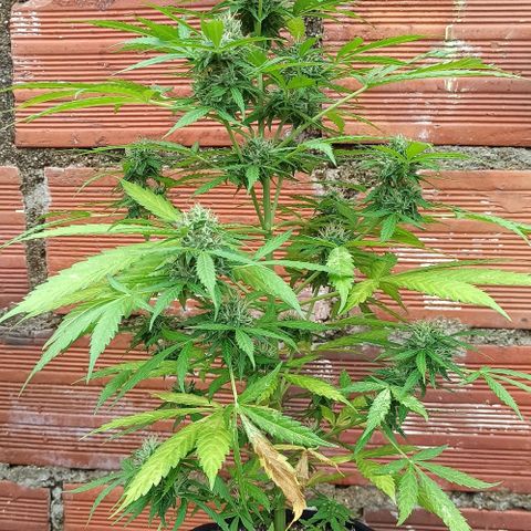BCN Critical XXL Auto growlog timeline photo