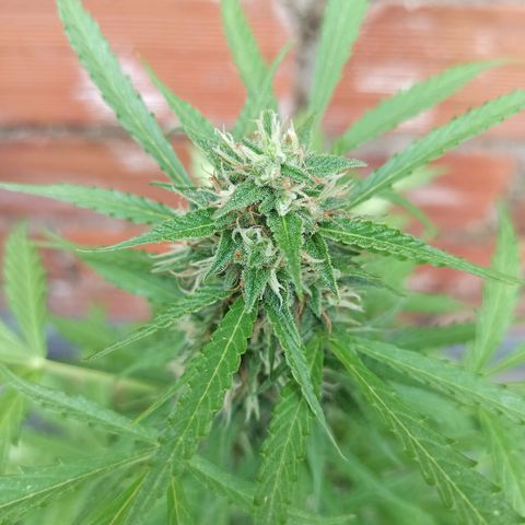 BCN Critical XXL Auto growlog timeline photo
