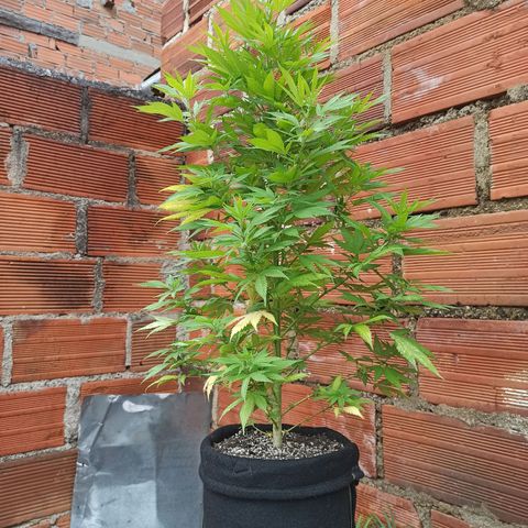 Bubble fruit growlog timeline photo