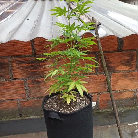 Bubba kush growlog timeline photo