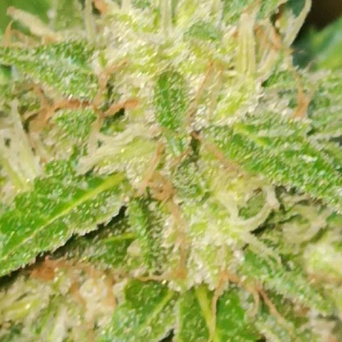 BCN Critical XXL Auto growlog timeline photo