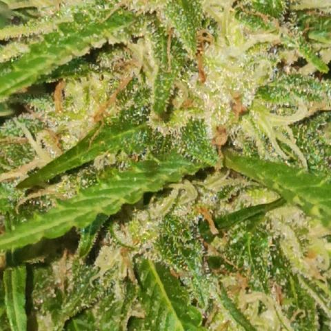 BCN Critical XXL Auto growlog timeline photo