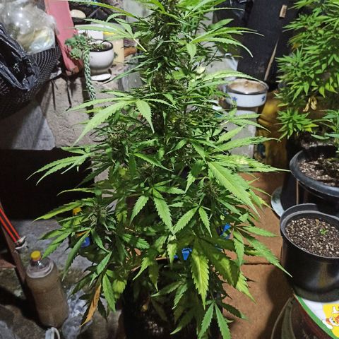 BCN Critical XXL Auto growlog timeline photo