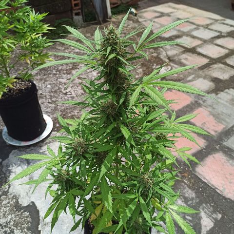 BCN Critical XXL Auto growlog timeline photo