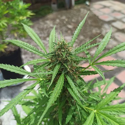 BCN Critical XXL Auto growlog timeline photo
