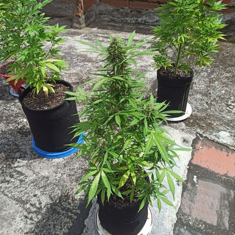 BCN Critical XXL Auto growlog timeline photo