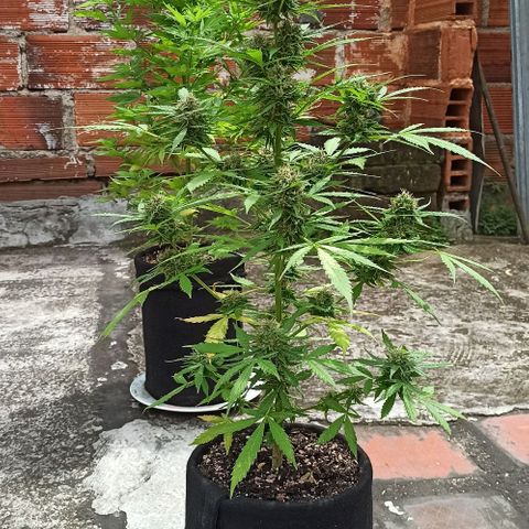 BCN Critical XXL Auto growlog timeline photo