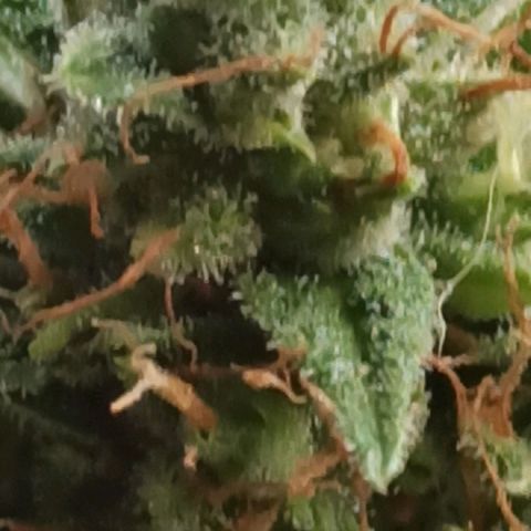 BCN Critical XXL Auto growlog timeline photo
