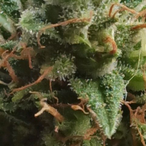 BCN Critical XXL Auto growlog timeline photo
