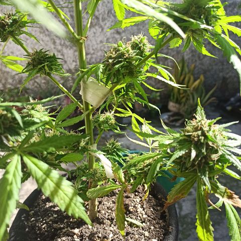 BCN Critical XXL Auto growlog timeline photo