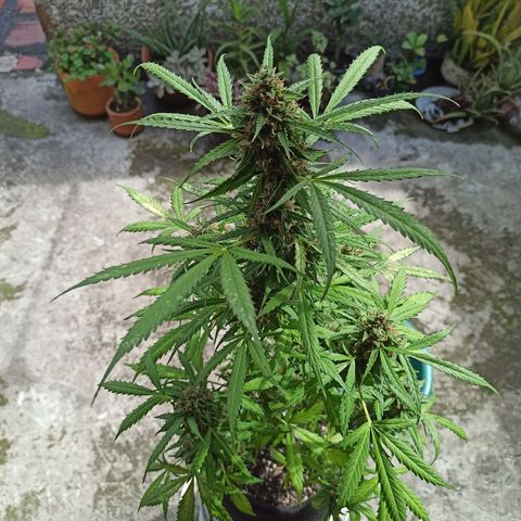 BCN Critical XXL Auto growlog timeline photo