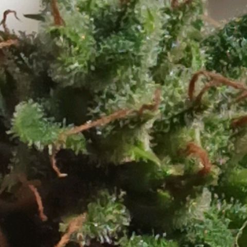 BCN Critical XXL Auto growlog timeline photo