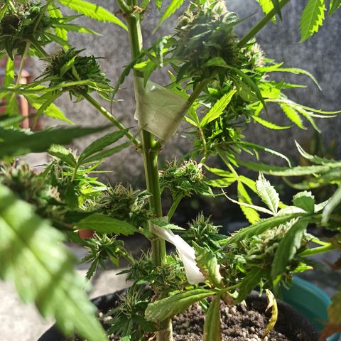 BCN Critical XXL Auto growlog timeline photo