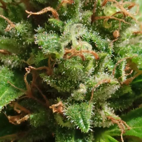BCN Critical XXL Auto growlog timeline photo