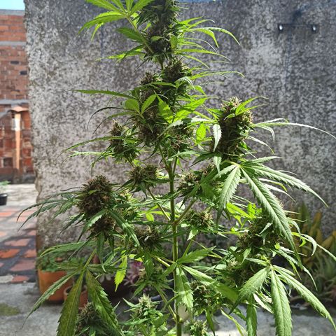BCN Critical XXL Auto growlog timeline photo