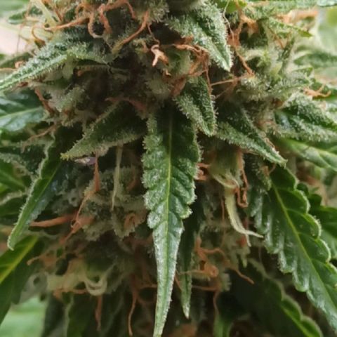 BCN Critical XXL Auto growlog timeline photo