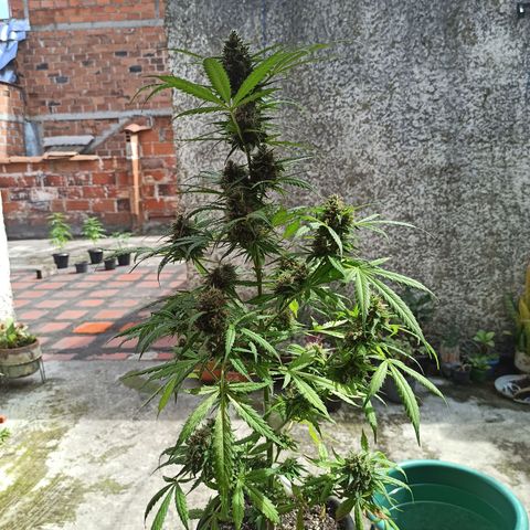 BCN Critical XXL Auto growlog timeline photo