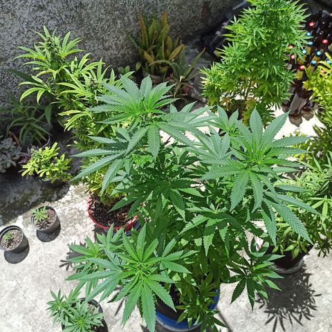 Bubba kush growlog timeline photo