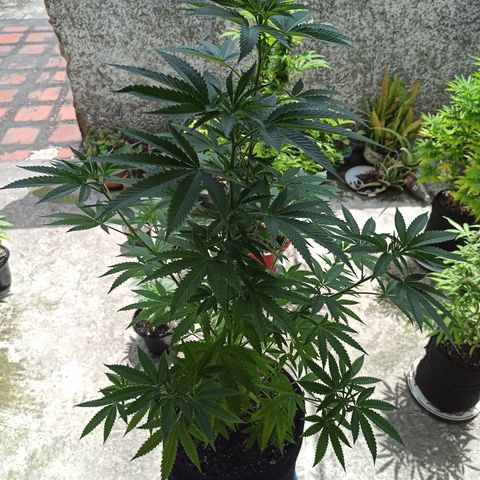 Bubba kush growlog timeline photo