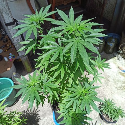 Bubba kush growlog timeline photo