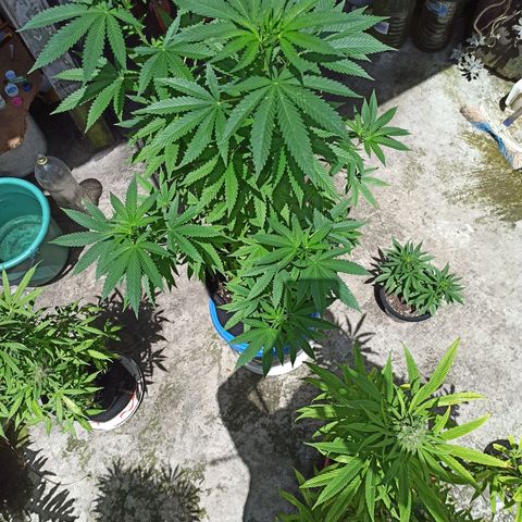 Bubba kush growlog timeline photo
