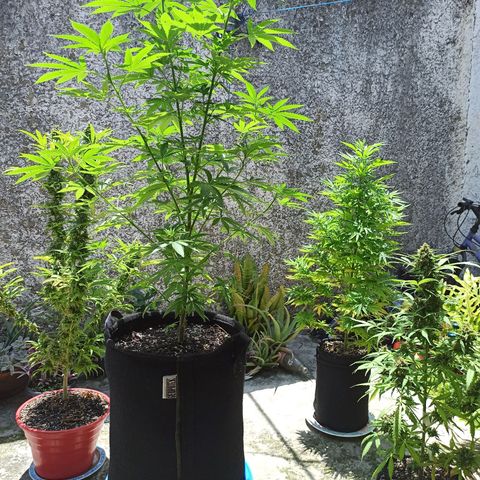 Bubba kush growlog timeline photo