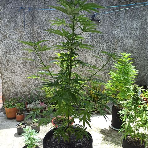 Bubba kush growlog timeline photo