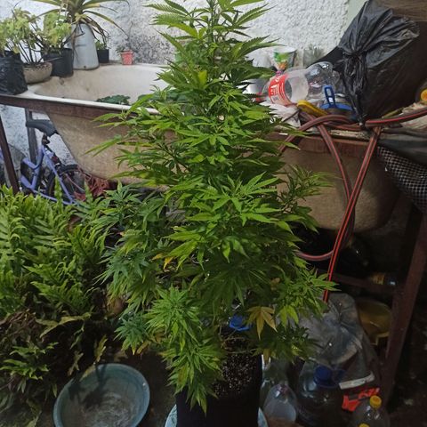 Bubble fruit growlog timeline photo