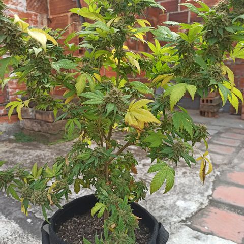 La gorda  growlog timeline photo