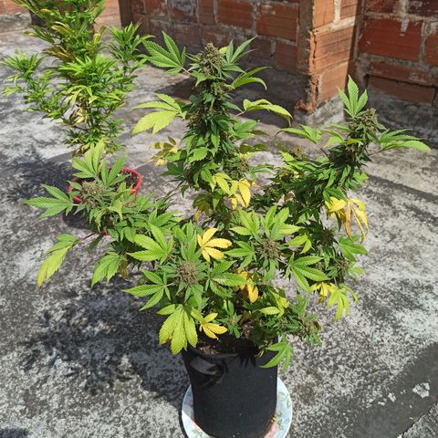 La gorda  growlog timeline photo
