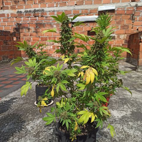 La gorda  growlog timeline photo