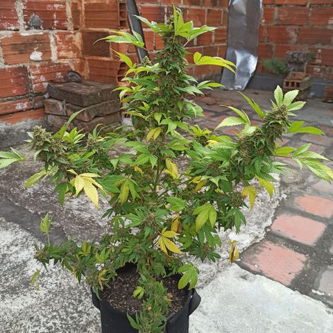 La gorda  growlog timeline photo