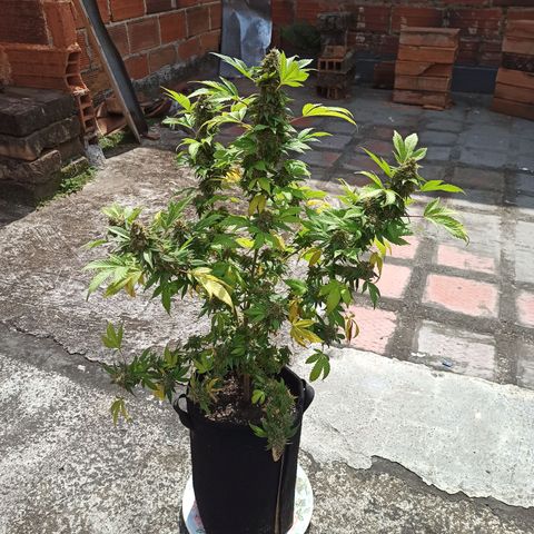 La gorda  growlog timeline photo