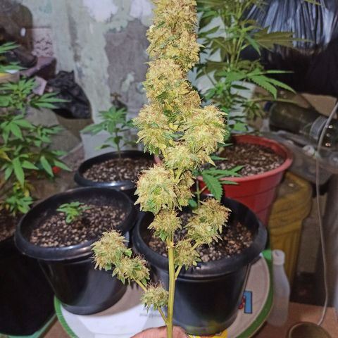 La gorda  growlog timeline photo